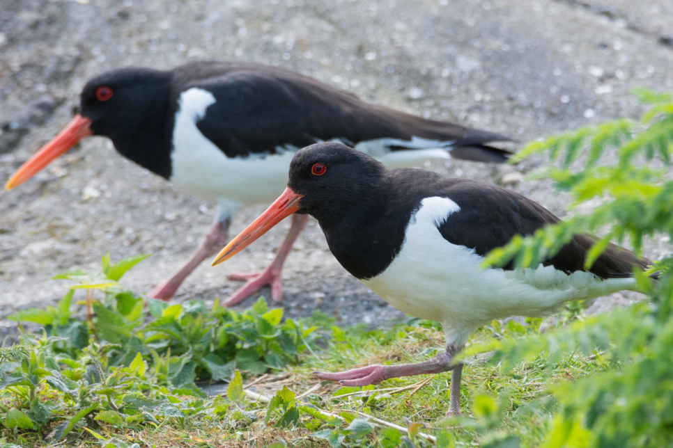 Recent Sightings 15th May 2023